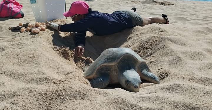 INSTALAN COMITÉ MUNICIPAL RED PARA LA PROTECCIÓN DE LA TORTUGA MARINA EN LOS CABOS