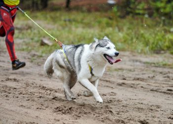 INVITAN A PARTICIPAR EN PASEO Y CARRERA CANINA “ CANICROSS ETOCANE K-9, BCS”
