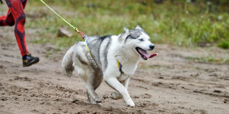 INVITAN A PARTICIPAR EN PASEO Y CARRERA CANINA “ CANICROSS ETOCANE K-9, BCS”