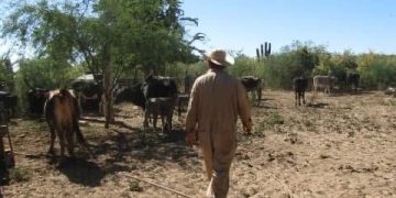 GOBIERNO DE LOS CABOS PONE EN MARCHA PROGRAMA DE SEQUÍA RECURRENTE PARA APOYAR A PERSONAS GANADERAS LOCALES