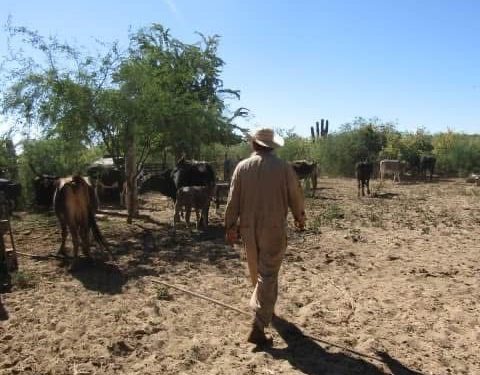 GOBIERNO DE LOS CABOS PONE EN MARCHA PROGRAMA DE SEQUÍA RECURRENTE PARA APOYAR A PERSONAS GANADERAS LOCALES