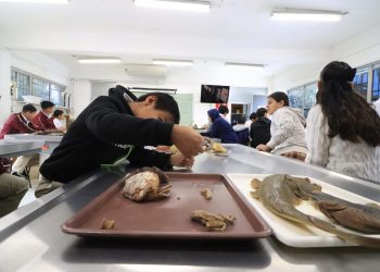 UABCS FOMENTA VOCACIONES CIENTÍFICAS DE NIÑOS Y NIÑAS DE PRIMARIA EN SU SEMANA DE ACERCAMIENTO A LA CIENCIA