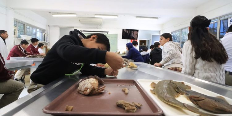 UABCS FOMENTA VOCACIONES CIENTÍFICAS DE NIÑOS Y NIÑAS DE PRIMARIA EN SU SEMANA DE ACERCAMIENTO A LA CIENCIA