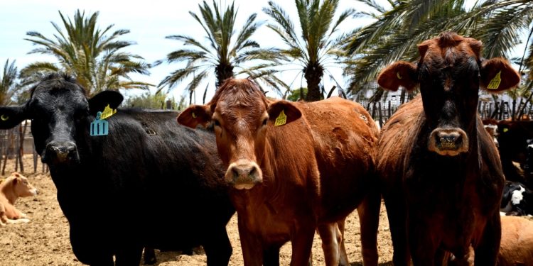 DAN SEGUIMIENTO AL PROYECTO DE INVERSIÓN 2025, EN MATERIA DE SEGURIDAD Y JUSTICIA PARA BCS