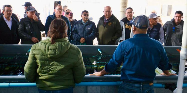 GOBIERNO DEL ESTADO, CONAPESCA,  Y PRODUCTORES SUMAN ESFUERZOS PARA MEJORAR APROVECHAMIENTO DE ABULÓN EN LA PACÍFICO NORTE