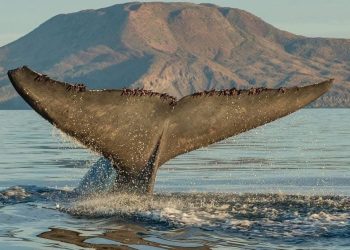 ABCdario Por Víctor Octavio García