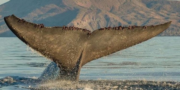 ABCdario Por Víctor Octavio García