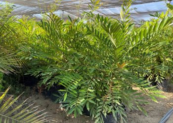 MÁS DE 20 MIL ESTUDIANTES DE NIVEL BÁSICO EN BCS RECIBEN DESAYUNOS ESCOLARES