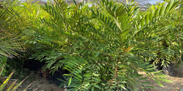 MÁS DE 20 MIL ESTUDIANTES DE NIVEL BÁSICO EN BCS RECIBEN DESAYUNOS ESCOLARES