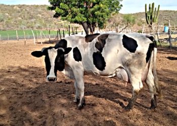 INTENCION DE APLICAR ARANCELES A EXPORTACIONES MEXICANAS DEBE MANTENERNOS ATENTOS: VMCC