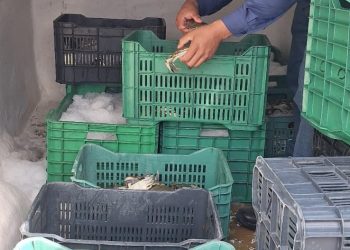 RETIENEN AGRICULTURA Y MARINA MÁS DE 86 TONELADAS DE PRODUCTO PESQUERO ILEGAL EN 17 ESTADOS