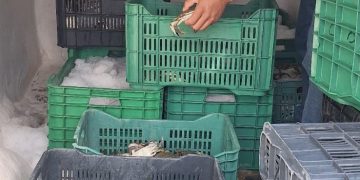 RETIENEN AGRICULTURA Y MARINA MÁS DE 86 TONELADAS DE PRODUCTO PESQUERO ILEGAL EN 17 ESTADOS