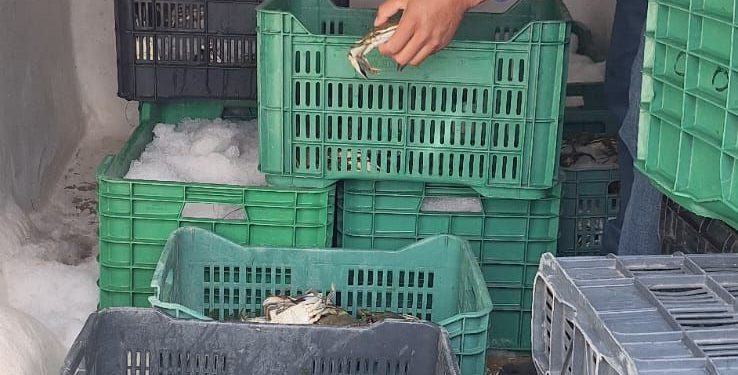 RETIENEN AGRICULTURA Y MARINA MÁS DE 86 TONELADAS DE PRODUCTO PESQUERO ILEGAL EN 17 ESTADOS