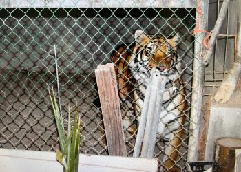 PARTICIPA PROTECCIÓN CIVIL LOS CABOS EN REUNIÓN NACIONAL DE INCENDIOS FORESTALES