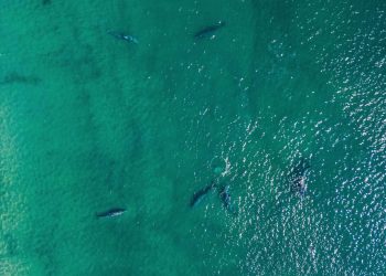 PIDEN EN LOS CABOS EVITAR TOCAR A EJEMPLARES DE BALLENA GRIS