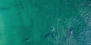PIDEN EN LOS CABOS EVITAR TOCAR A EJEMPLARES DE BALLENA GRIS