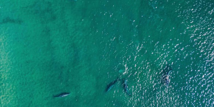 PIDEN EN LOS CABOS EVITAR TOCAR A EJEMPLARES DE BALLENA GRIS