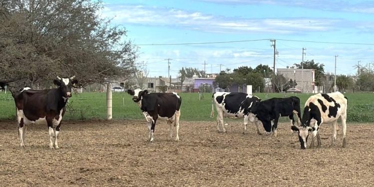 LA POLICÍA ESTATAL PREVENTIVA OBTIENE POR SEGUNDO AÑO LA ACREDITACIÓN CALEA