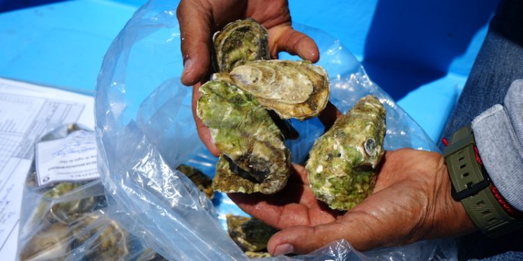 DISPONIBLE EN LOS MUNICIPIOS EL MATERIAL DE CONSULTA DE ORDENAMIENTO ECOLÓGICO REGIONAL DE BCS