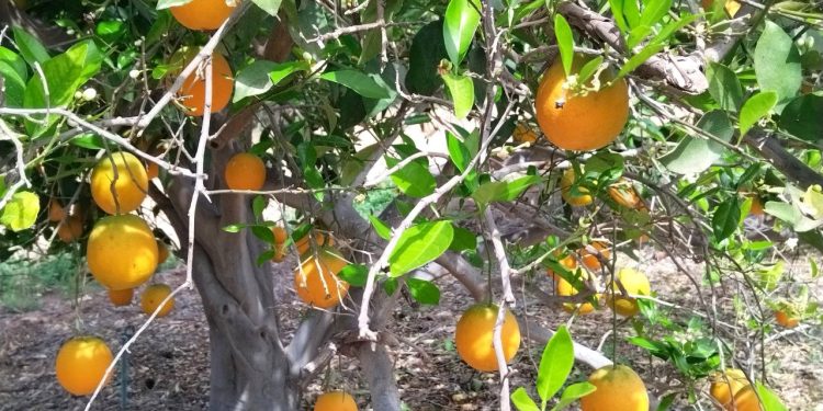 CONCIENTIZAN A LA COMUNIDAD UNIVERSITARIA SOBRE LA DONACIÓN VOLUNTARIA DE ÓRGANOS