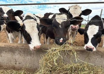 CENTRO CULTURAL LA PAZ PRESENTARA TRANSMISIÓN ESPECIAL DE LA HISTORIA DE LOS CARNAVALES EN BCS