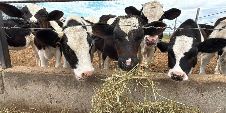 CENTRO CULTURAL LA PAZ PRESENTARA TRANSMISIÓN ESPECIAL DE LA HISTORIA DE LOS CARNAVALES EN BCS