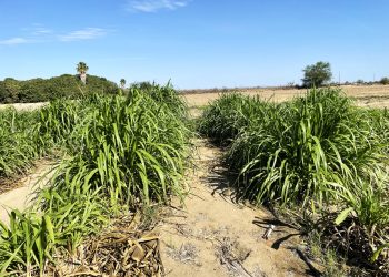 INICIAN OBRAS DE AMPLIACIÓN DEL AEROPUERTO  INTERNACIONAL DE LORETO