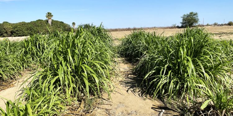 INICIAN OBRAS DE AMPLIACIÓN DEL AEROPUERTO  INTERNACIONAL DE LORETO
