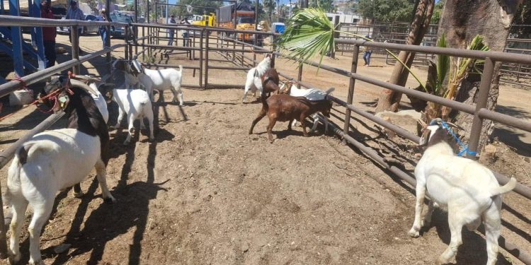 CONFIRMAN CONSTRUCCIÓN DE DOS NUEVAS ESTÁCIONES DE BOMBEROS EN LOS CABOS
