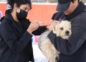 UABCS PARTICIPA EN JORNADA DE ESTERILIZACIÓN Y VACUNACIÓN CANINA Y FELINA