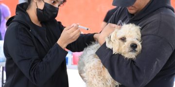 UABCS PARTICIPA EN JORNADA DE ESTERILIZACIÓN Y VACUNACIÓN CANINA Y FELINA