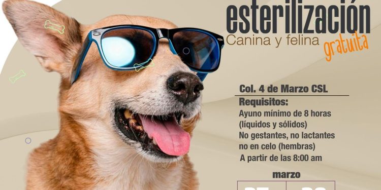 ANUNCIAN CAMPAÑA DE ESTERILIZACIÓN CANINA Y FELINA EN CABO SAN LUCAS