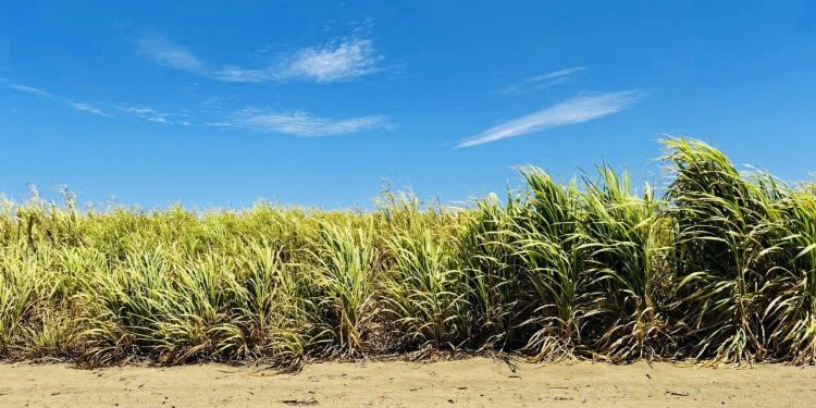 UABCS ENTREGA TÍTULOS Y GRADOS ACADÉMICOS A 187 EGRESADOS