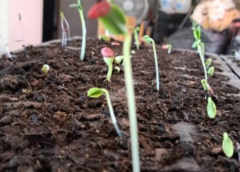LLEVA EL CENTRO PREVENTIVO DE LA SSPE TALLER EN LA COLONIA CALAFIA EN LA PAZ