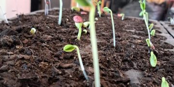 LLEVA EL CENTRO PREVENTIVO DE LA SSPE TALLER EN LA COLONIA CALAFIA EN LA PAZ