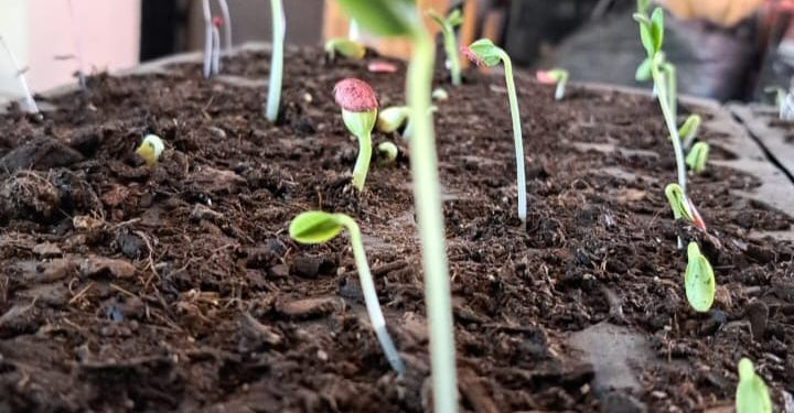 LLEVA EL CENTRO PREVENTIVO DE LA SSPE TALLER EN LA COLONIA CALAFIA EN LA PAZ