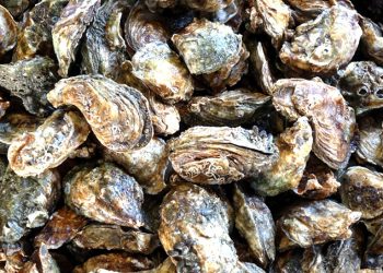 ESTIMAN EN BCS DERRAMA SUPERIOR A LOS 474.9 MDP POR SEMANA MAYOR