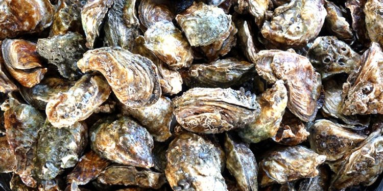 ESTIMAN EN BCS DERRAMA SUPERIOR A LOS 474.9 MDP POR SEMANA MAYOR