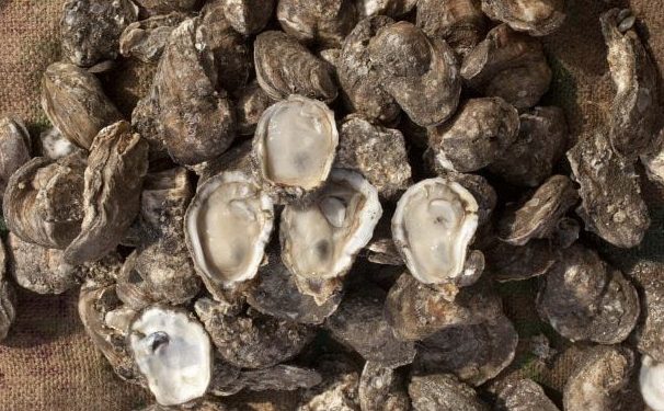 MAS DE MIL OPERADORES DE TIENDAS ESCOLARES CONCLUYERON LAS JORNADAS DE CAPACITACIÓN