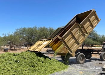 REFORZARÁN TRES ORDENES DE GOBIERNO LIMPIEZA DE ARROYOS EN LOS CABOS :SPC