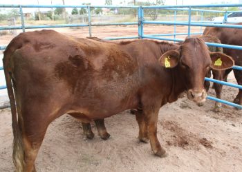 LLAMAN A SEGUIR COMPORTAMIENTOS PREVENTIVOS PARA EVITAR ACCIDENTES CON ANIMALES PONZOÑOSOS