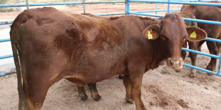 LLAMAN A SEGUIR COMPORTAMIENTOS PREVENTIVOS PARA EVITAR ACCIDENTES CON ANIMALES PONZOÑOSOS