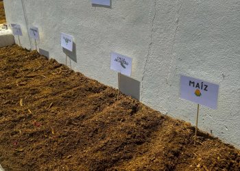 INICIA IMAIA CREACIÓN DE HUERTOS COMUNITARIOS EN SAN JOSÉ DEL CABO 