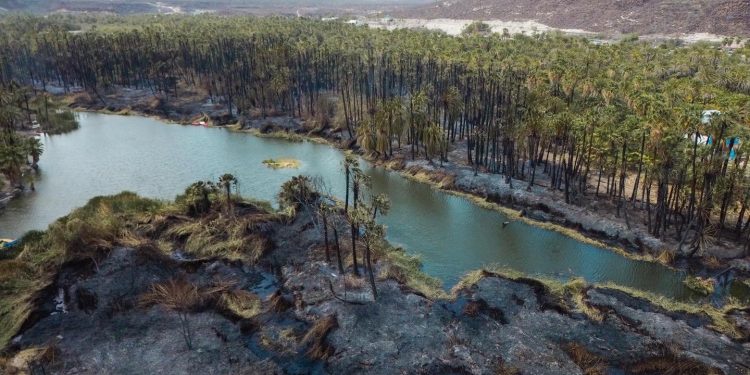 AYUNTAMIENTO DE MULEGÉ COORDINA ESFUERZOS PARA EL CONTROL DE INCENDIOS EN SAN IGNACIO