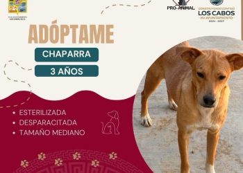 LLAMAN A ADOPTAR ANIMALES RESCATADOS POR MALTRATO Y ABANDONO EN LOS CABOS