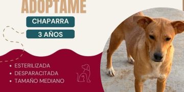 LLAMAN A ADOPTAR ANIMALES RESCATADOS POR MALTRATO Y ABANDONO EN LOS CABOS