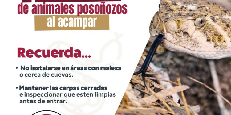 LLAMAN A SEGUIR COMPORTAMIENTOS PREVENTIVOS PARA EVITAR ACCIDENTES CON ANIMALES PONZOÑOSOS