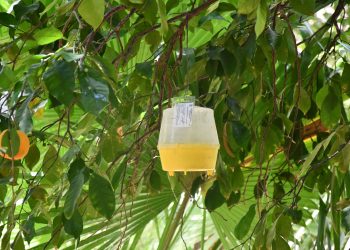 RECONOCE SEPADA LA IMPORTANCIA DE LA SANIDAD VEGETAL EN EL ESTADO