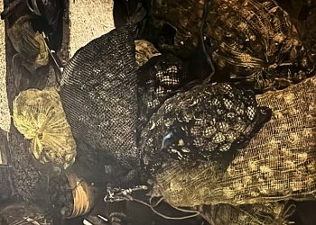 POR DELITO CONTRA LA BIODIVERSIDAD, FGR OBTIENE VINCULACIÓN A PROCESO CONTRA CUATRO PERSONAS EN BCS