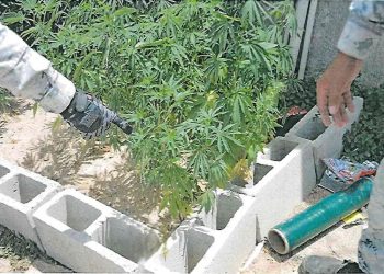 EN CATEO FGR ASEGURA CARTUCHOS Y MARIHUANA EN SAN JOSÉ DEL CABO, BAJA CALIFORNIA SUR